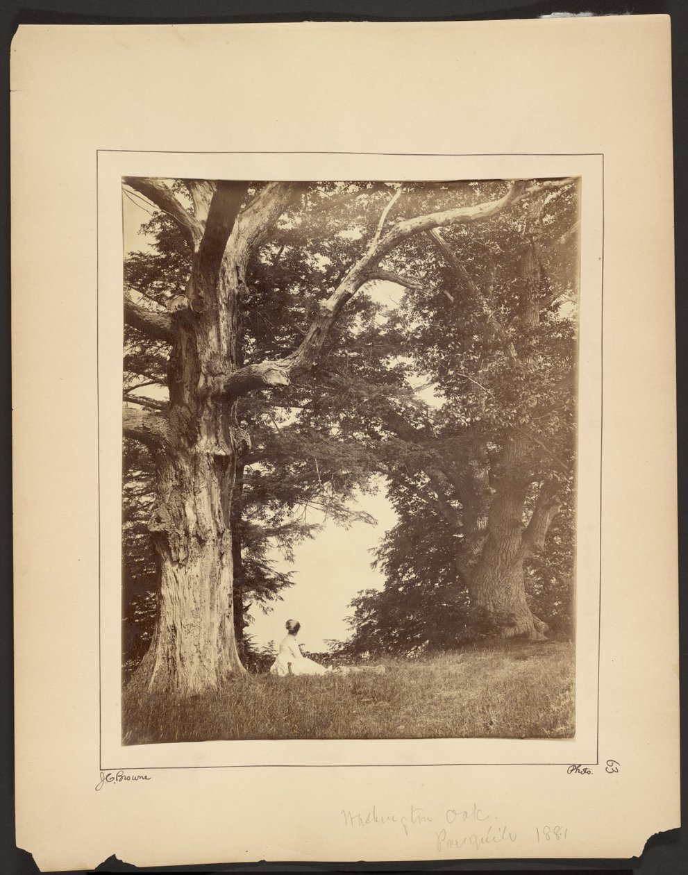 Washington Oak, Pres qu