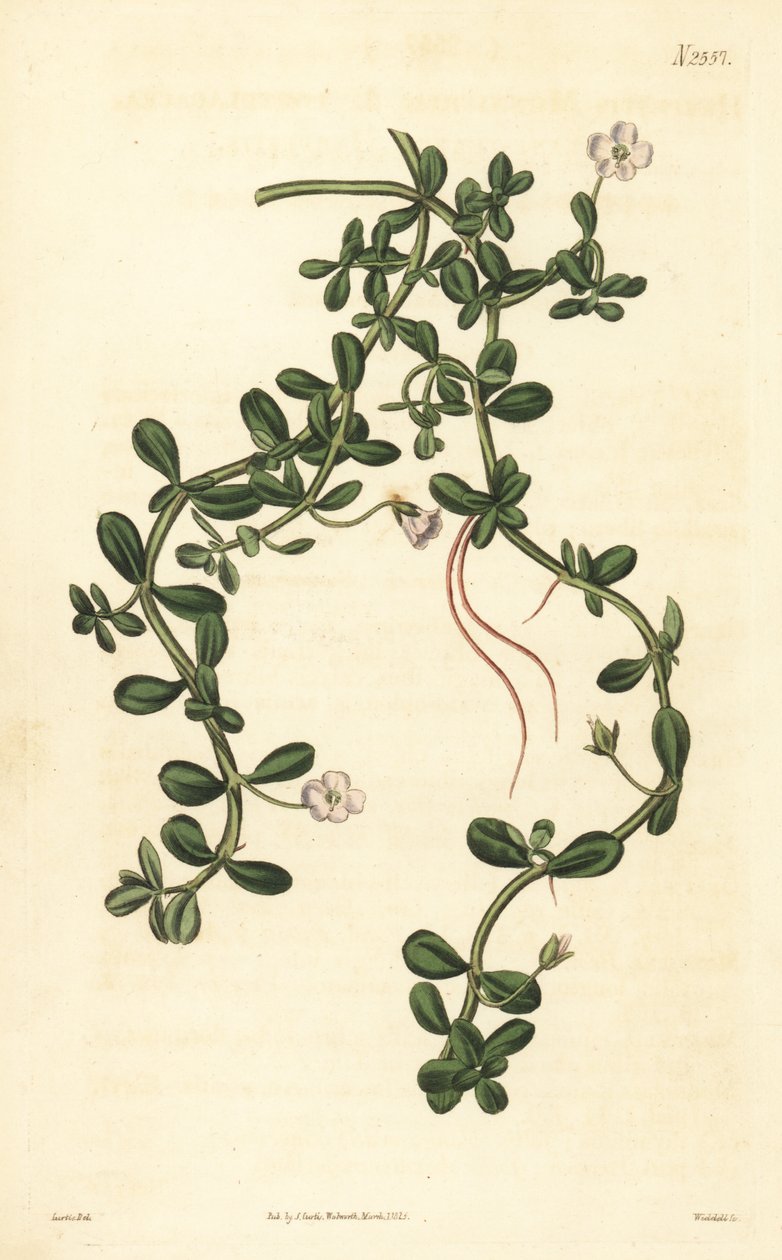 Brahmi of waterhyssop, Bacopa monnieri door John Curtis