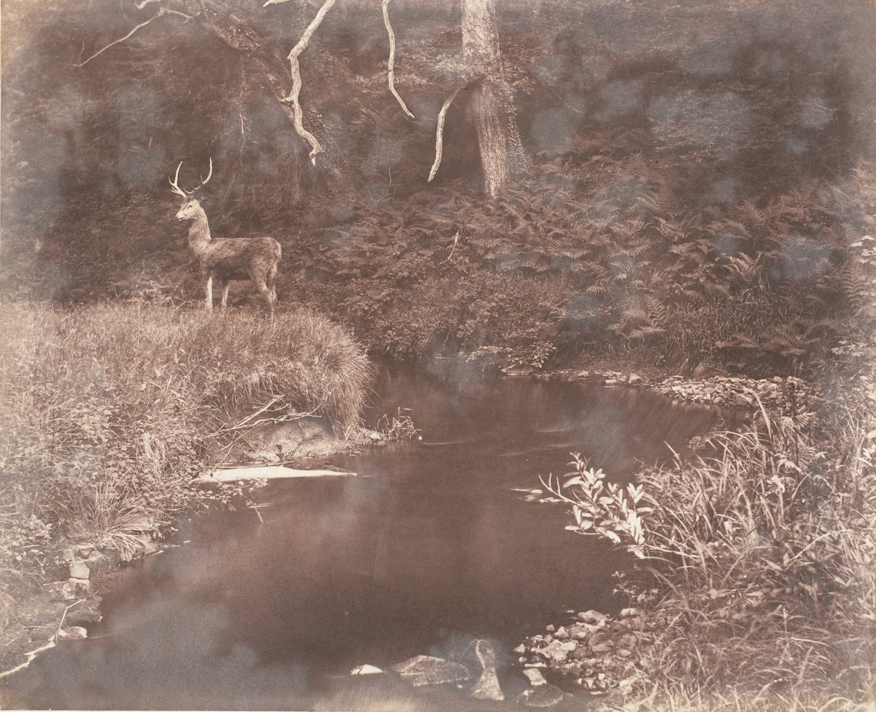 De Lewitha door John Dillwyn Llewelyn