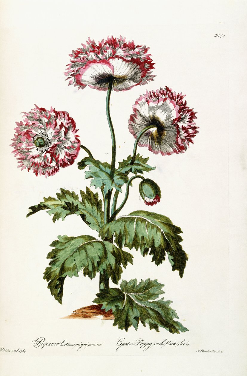 Tuinpapaver met Zwarte Zaden, 1769 door John Edwards