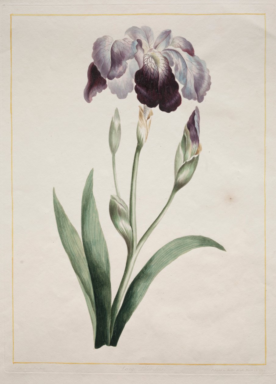 Japanse Iris Grote Blauwe Iris, 1801 door John Edwards