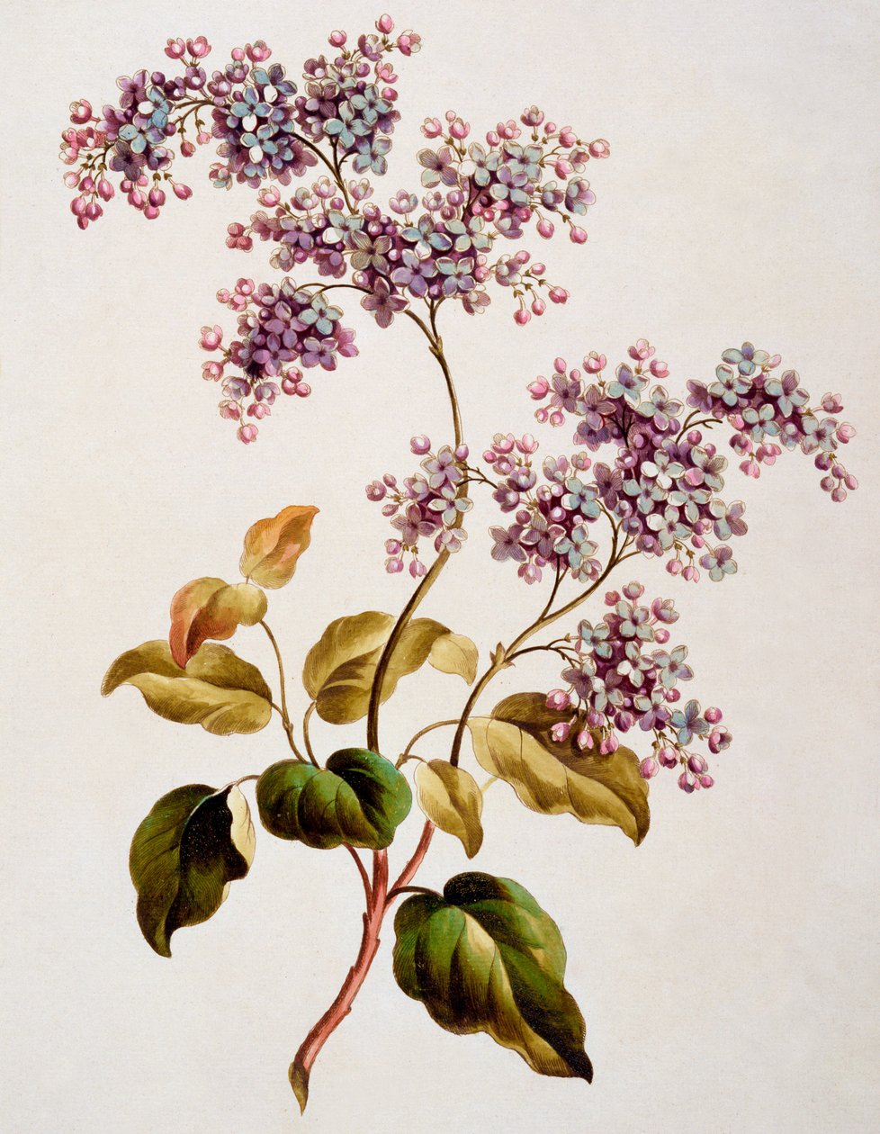 Schotse sering, gepubliceerd 1793 door John Edwards