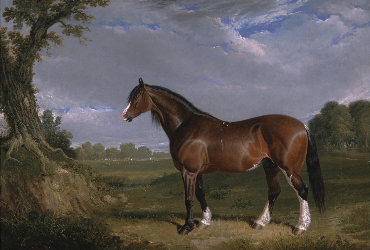 Een Clydesdale hengst door John Frederick Herring