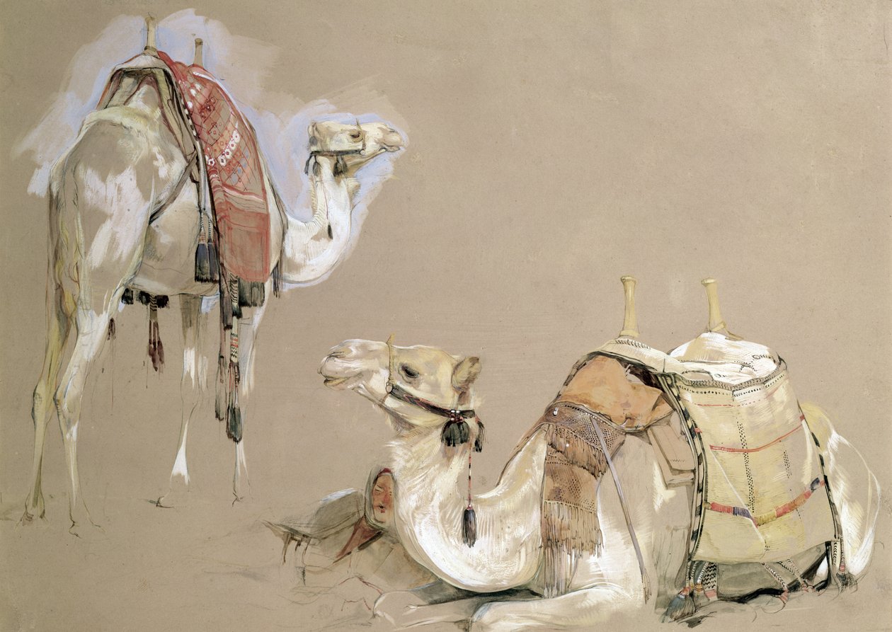 Kameelstudies door John Frederick Lewis