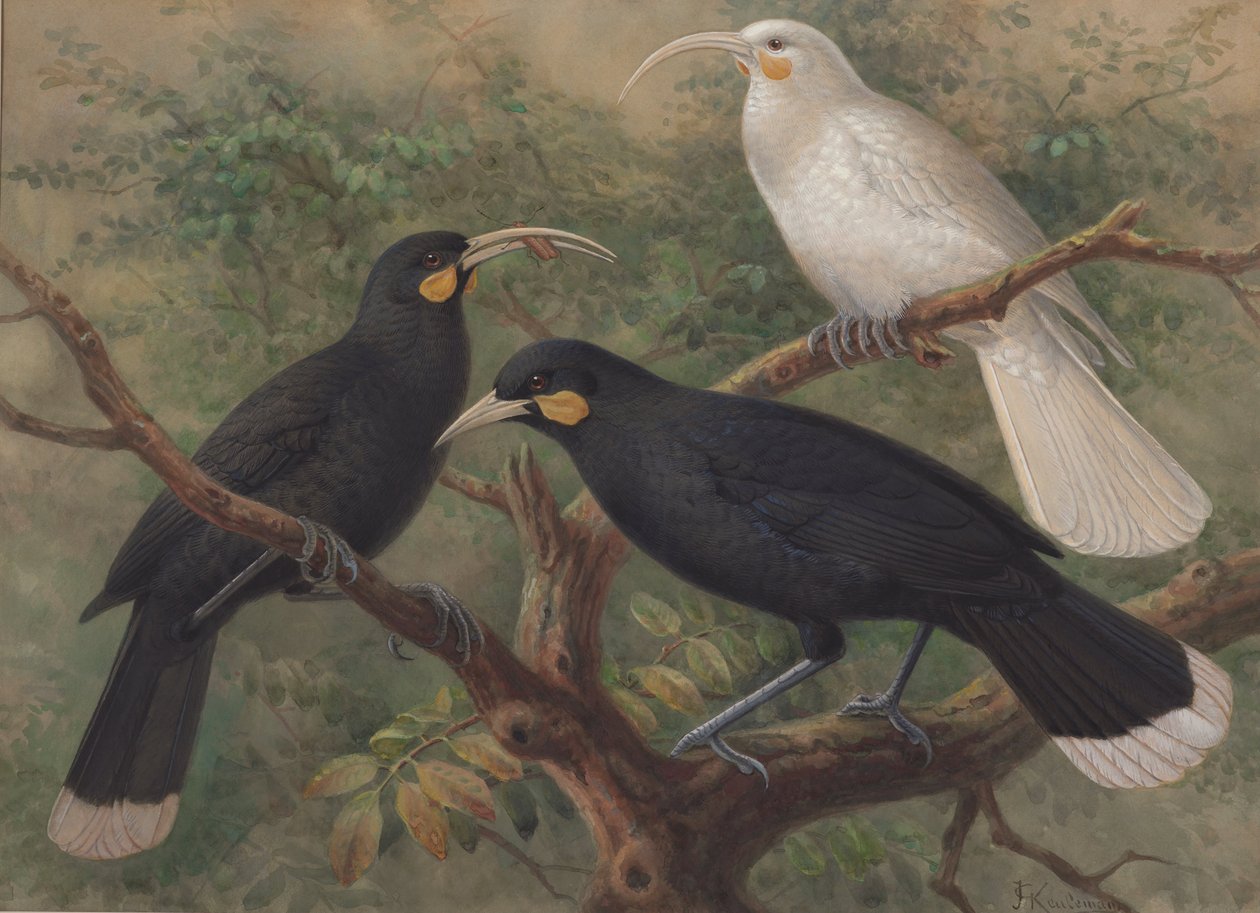 Drie Huia (Heteralocha acutirostris) door John Gerrard Keulemans
