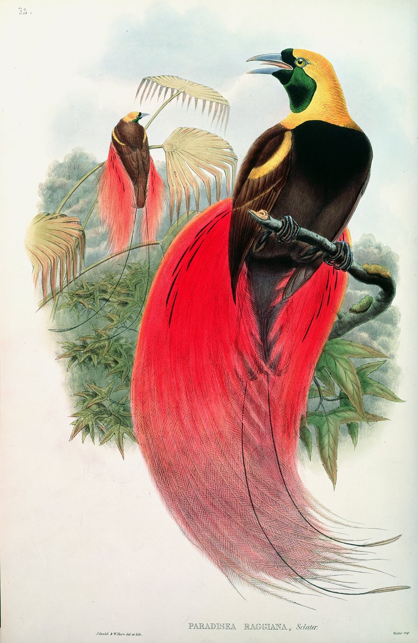 Paradijsvogel, gegraveerd door T. Walter door John Gould