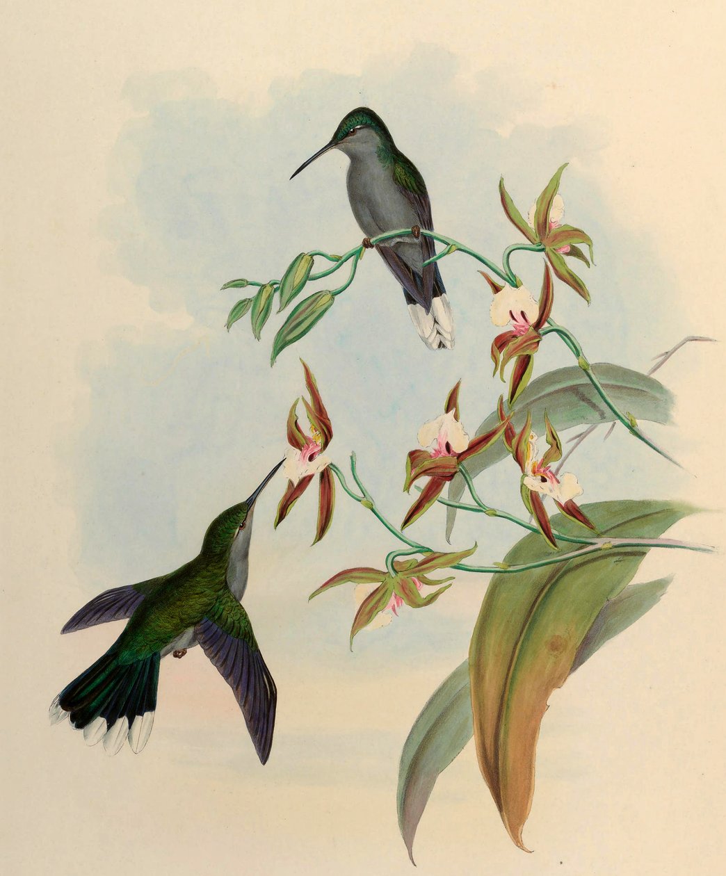 Campylopterus latipennis = Campylopterus largipennis door John Gould