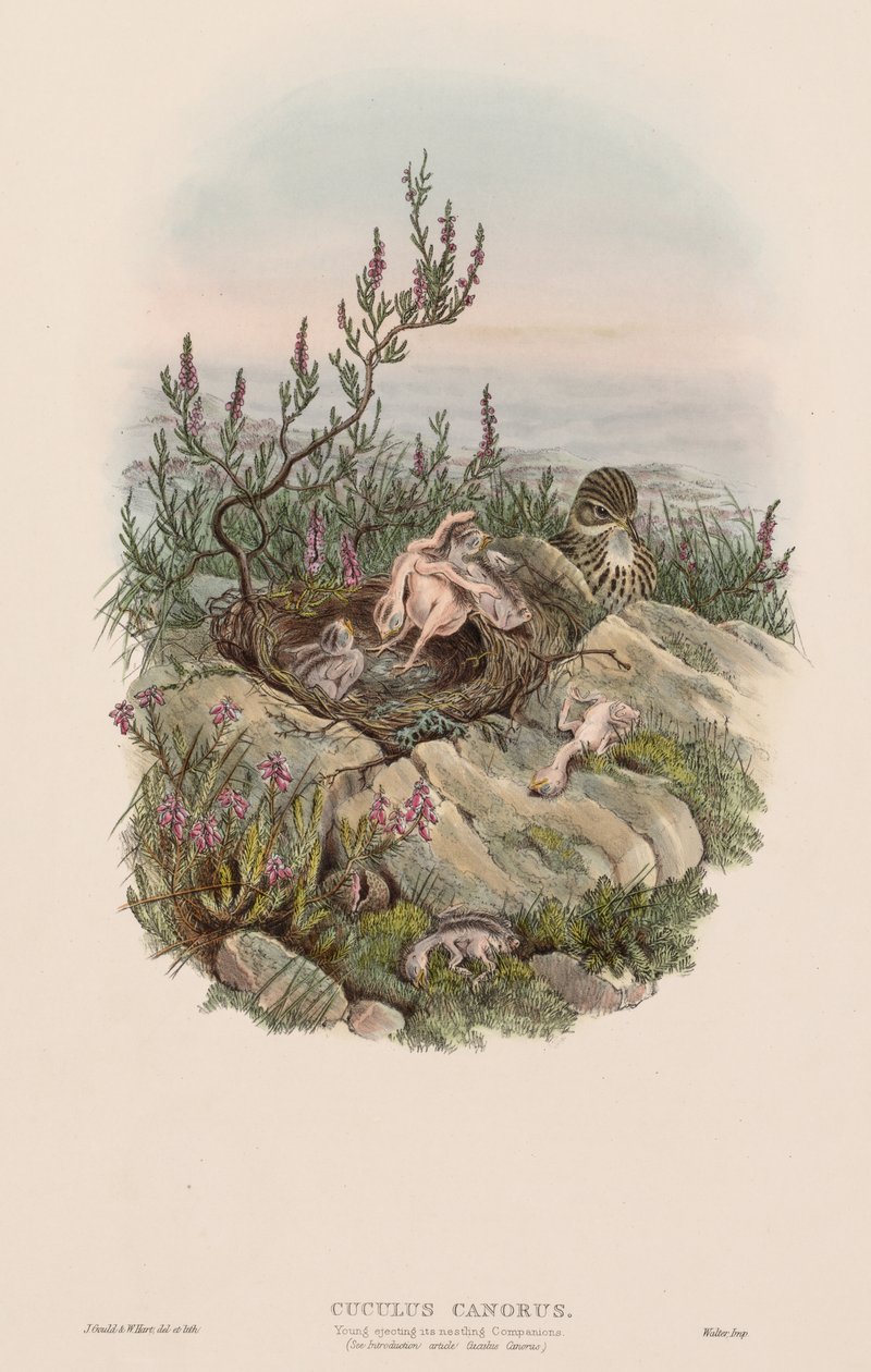 Koekoek door John Gould