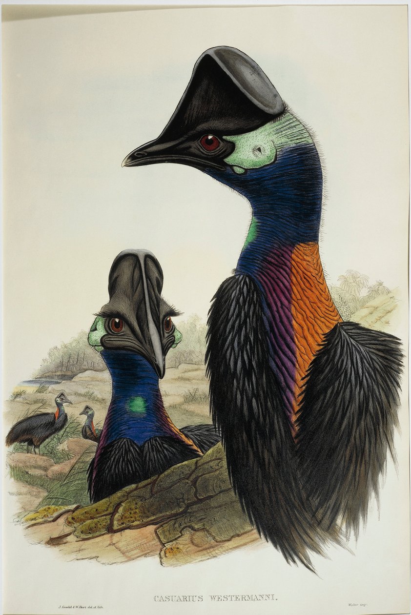 Dwergkasuaris Casuarius bennetti, gravure door John Gould