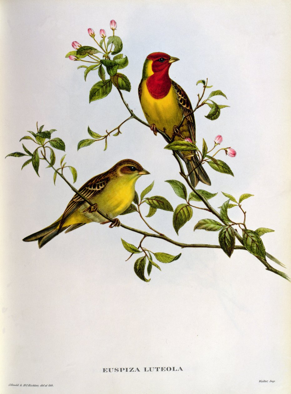 Euspiza Luteola, 19e eeuw door John Gould