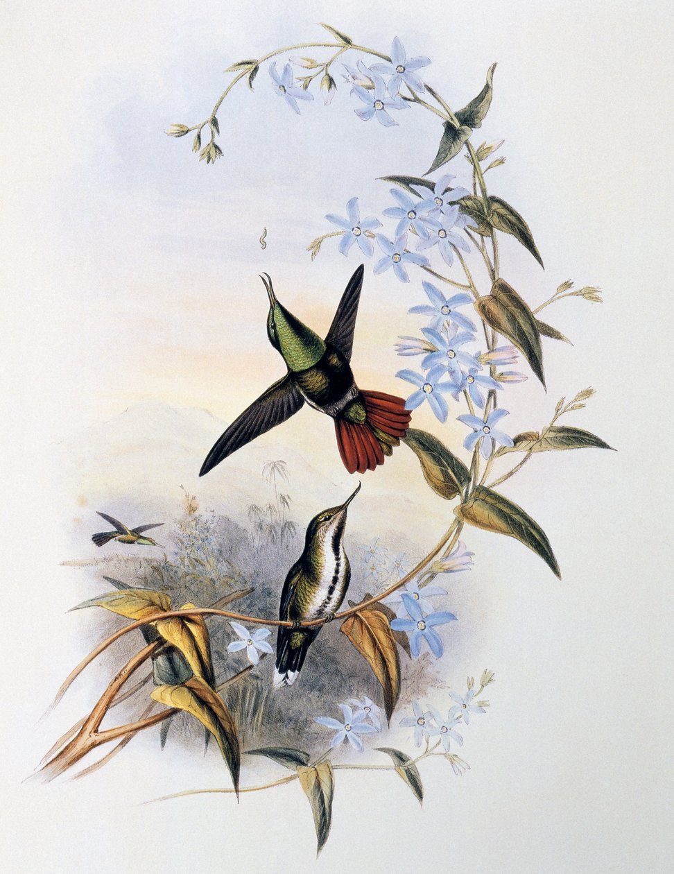 Vuurstaart Awlbill (Avocettula recurvirostris) door John Gould