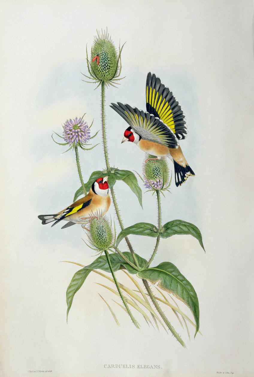Putter (Carduelis Elegans) door John Gould