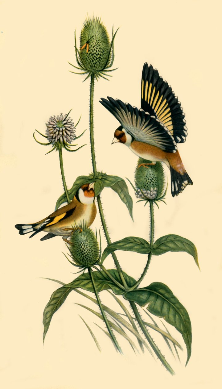 Puttertjes, 1863, 1942 door John Gould
