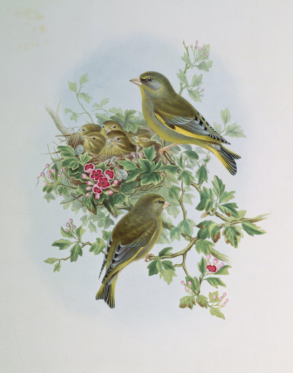 Groenling door John Gould