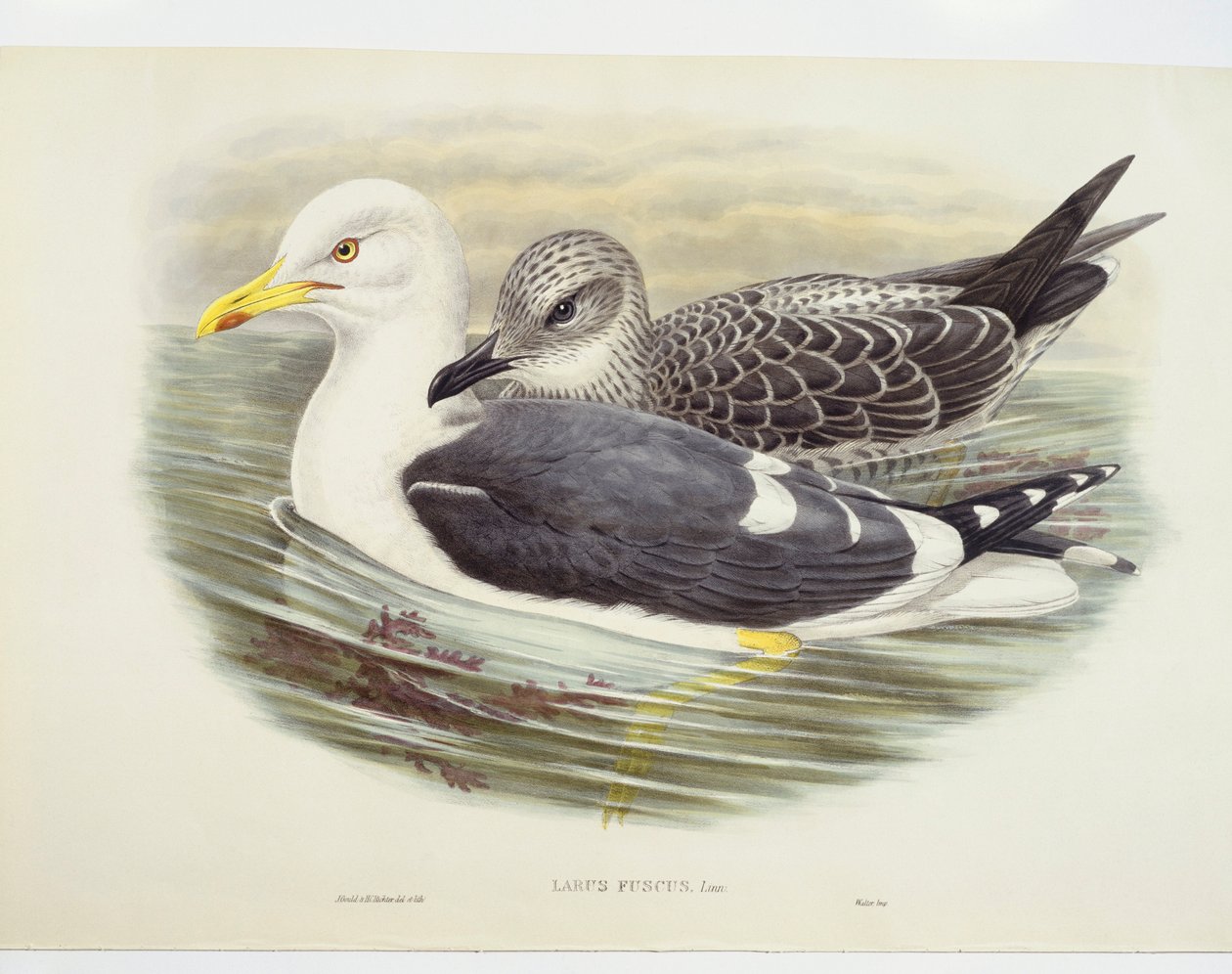 Kleine mantelmeeuw (Larus fuscus), illustratie door John Gould
