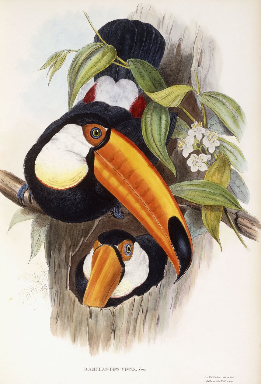 Ramphastos Toco door John Gould