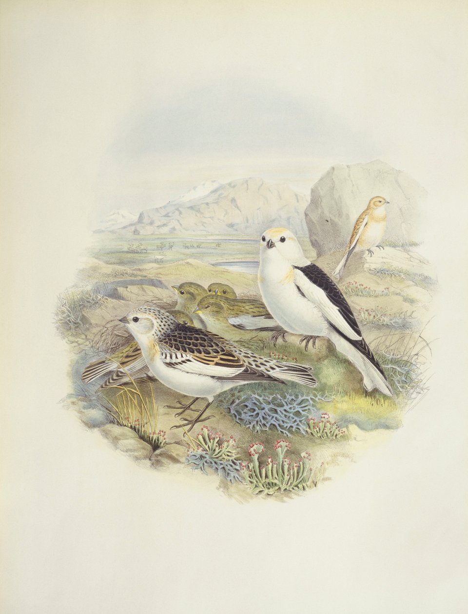 Sneeuwgors (Plectrophenax nivalis), illustratie door John Gould