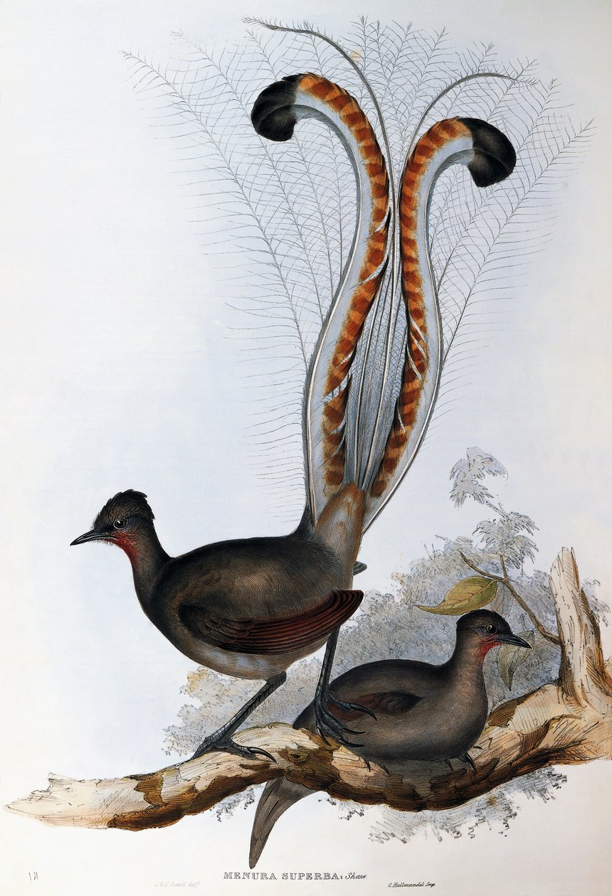 Superb Lierenvogel (Menura superba) door John Gould