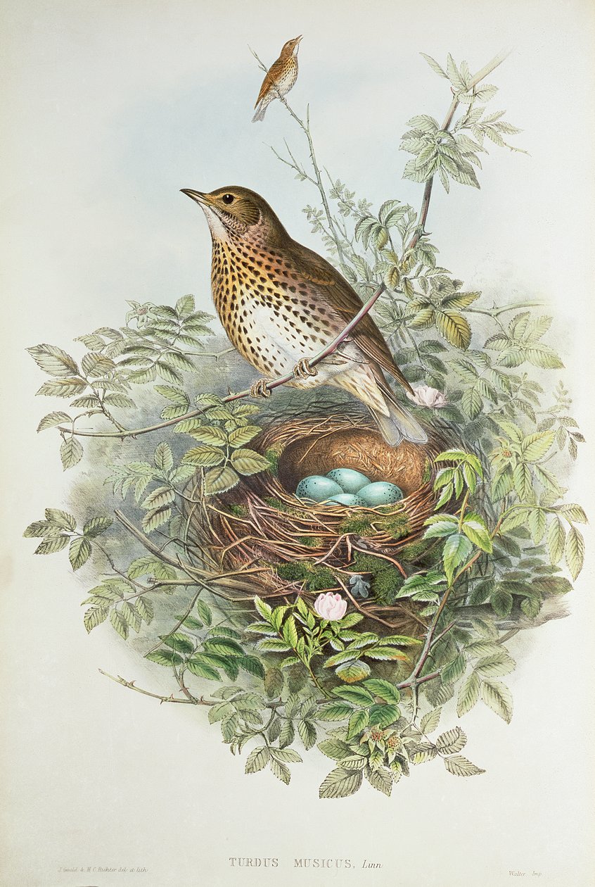 Lijster met zijn nest door John Gould