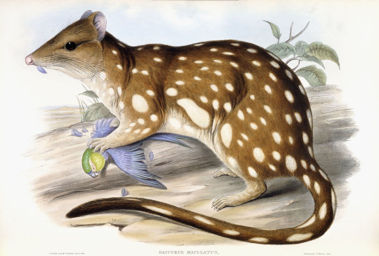 Tijger Quoll door John Gould