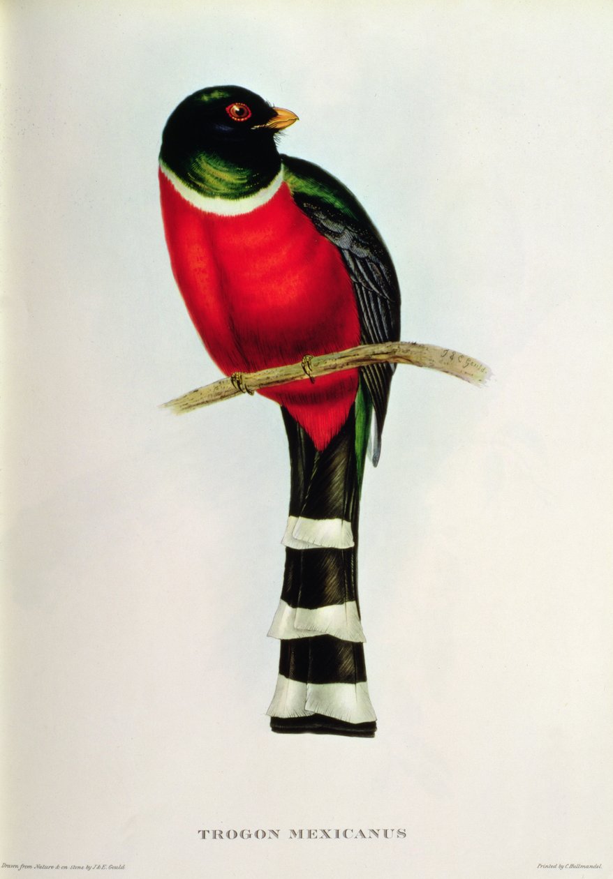 Trogon Mexicanus door John Gould