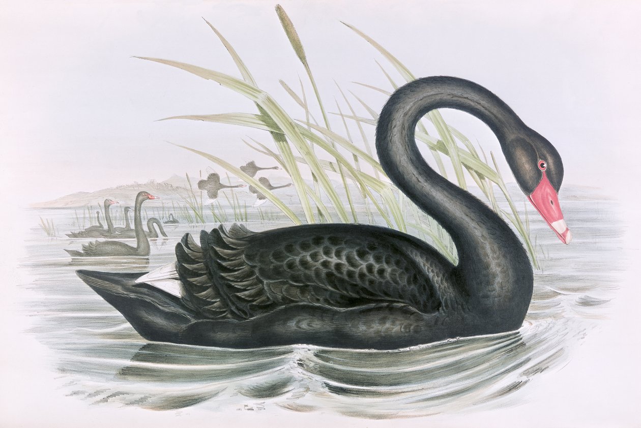 Onbekend Beeld door John Gould
