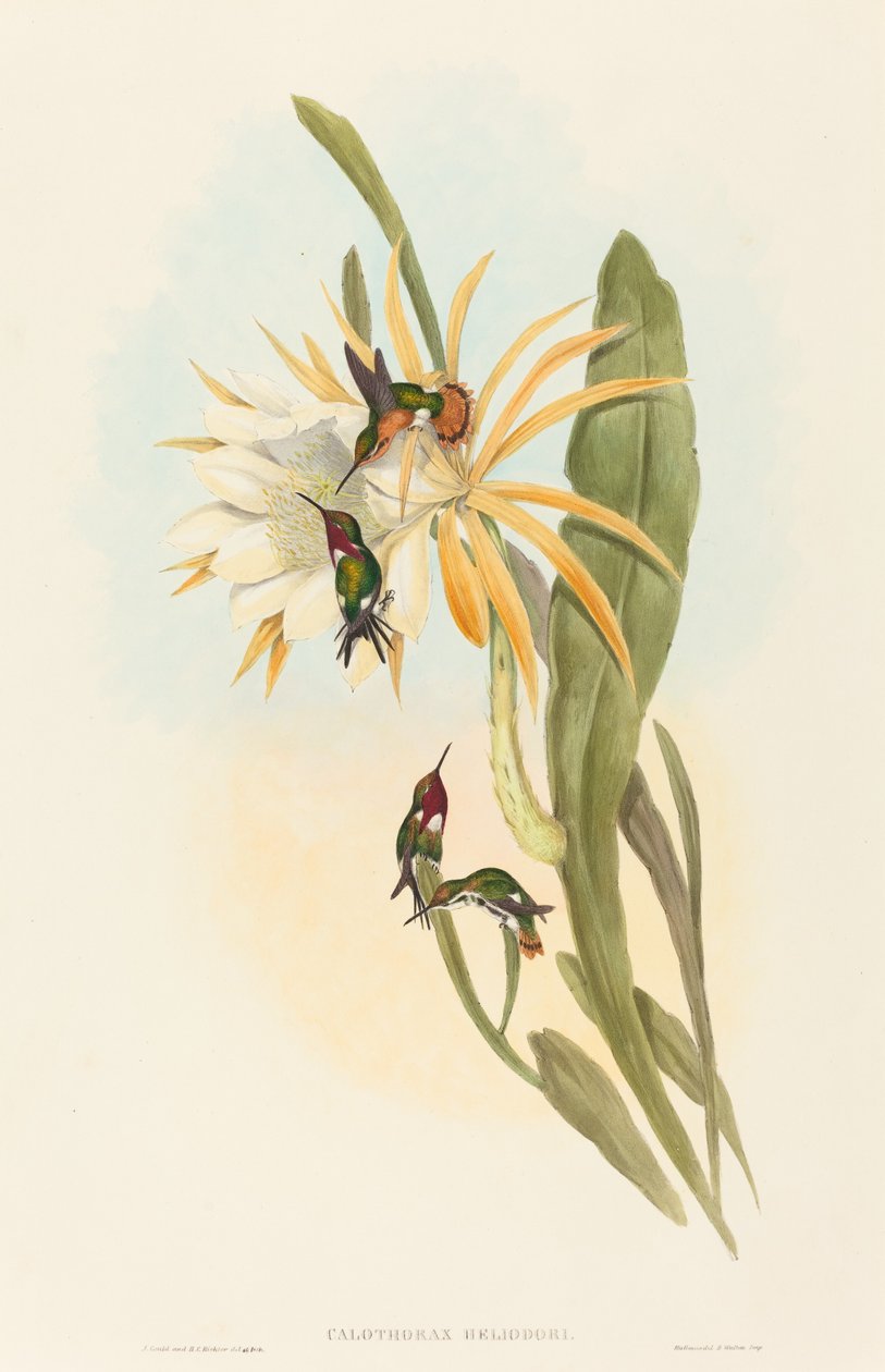 Calothorax heliodori door John Gould and H.C. Richter