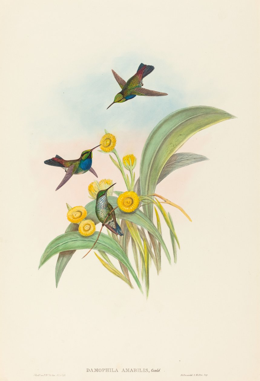 Damophila amabilis (Blauwborstkolibrie) door John Gould and H.C. Richter