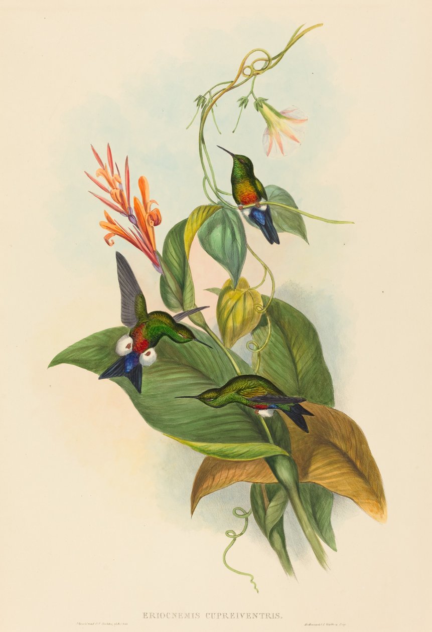 Eriocnemis cupreiventris (Koperbuikpofbeen) door John Gould and H.C. Richter