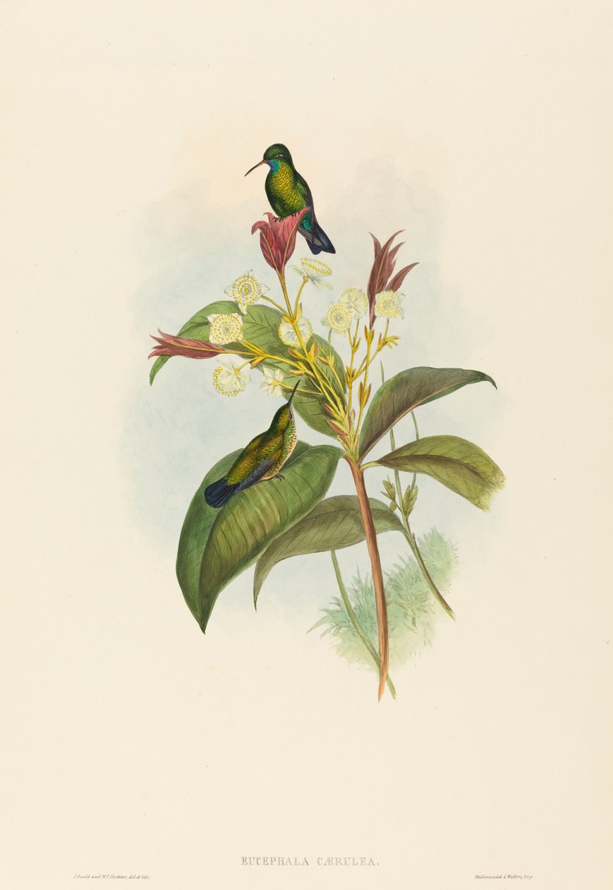 Blauwkin saffier door John Gould and H.C. Richter