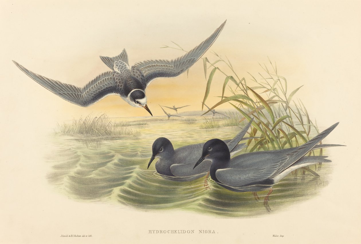 Zwarte Stern door John Gould and H.C. Richter