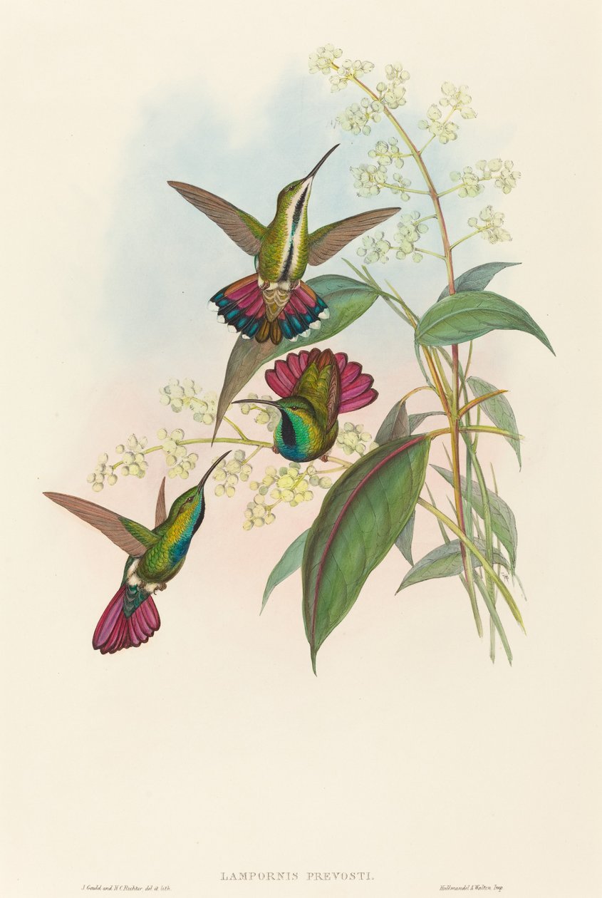 Lampornis prevosti door John Gould and H.C. Richter