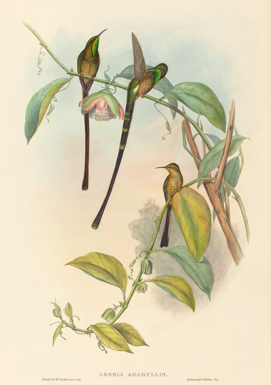 Lesbia Amaryllis door John Gould and H.C. Richter