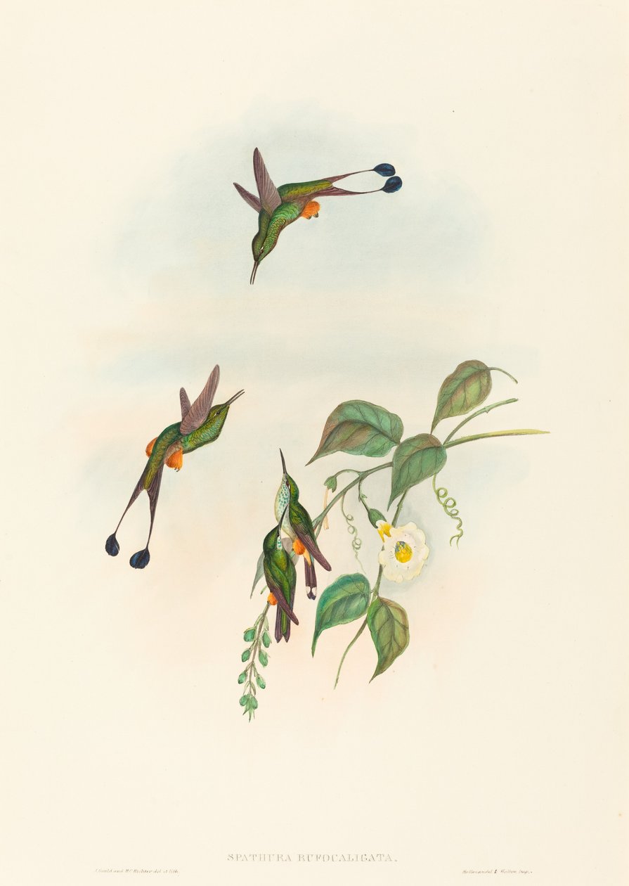 Spathura rufocaligata (Roodlaars Racketstaart) door John Gould and H.C. Richter