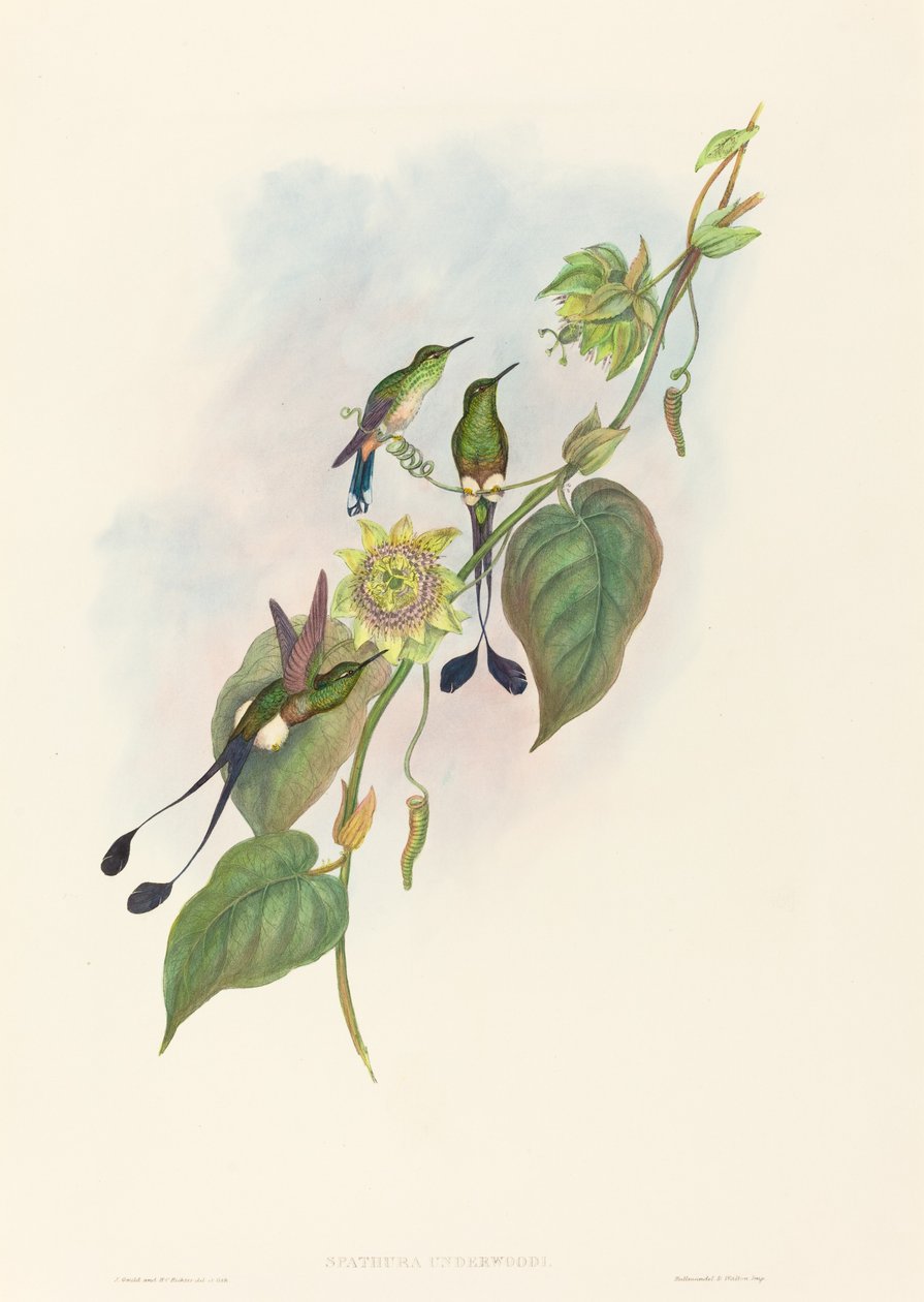 Spathura underwoodi (Witvoet Racketstaart) door John Gould and H.C. Richter