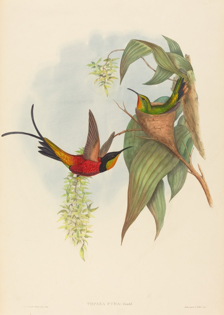 Topaza pyra door John Gould and H.C. Richter