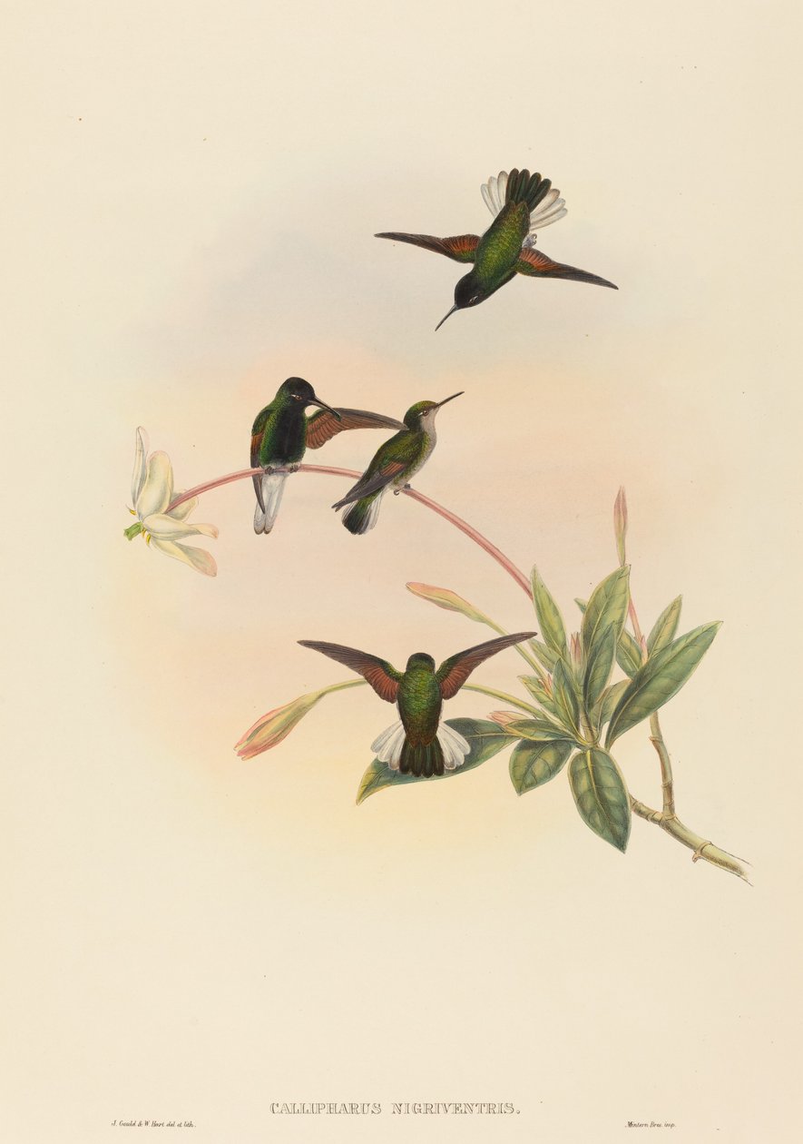 Callipharus nigriventris (zwartbuikkolibrie) door John Gould and W. Hart