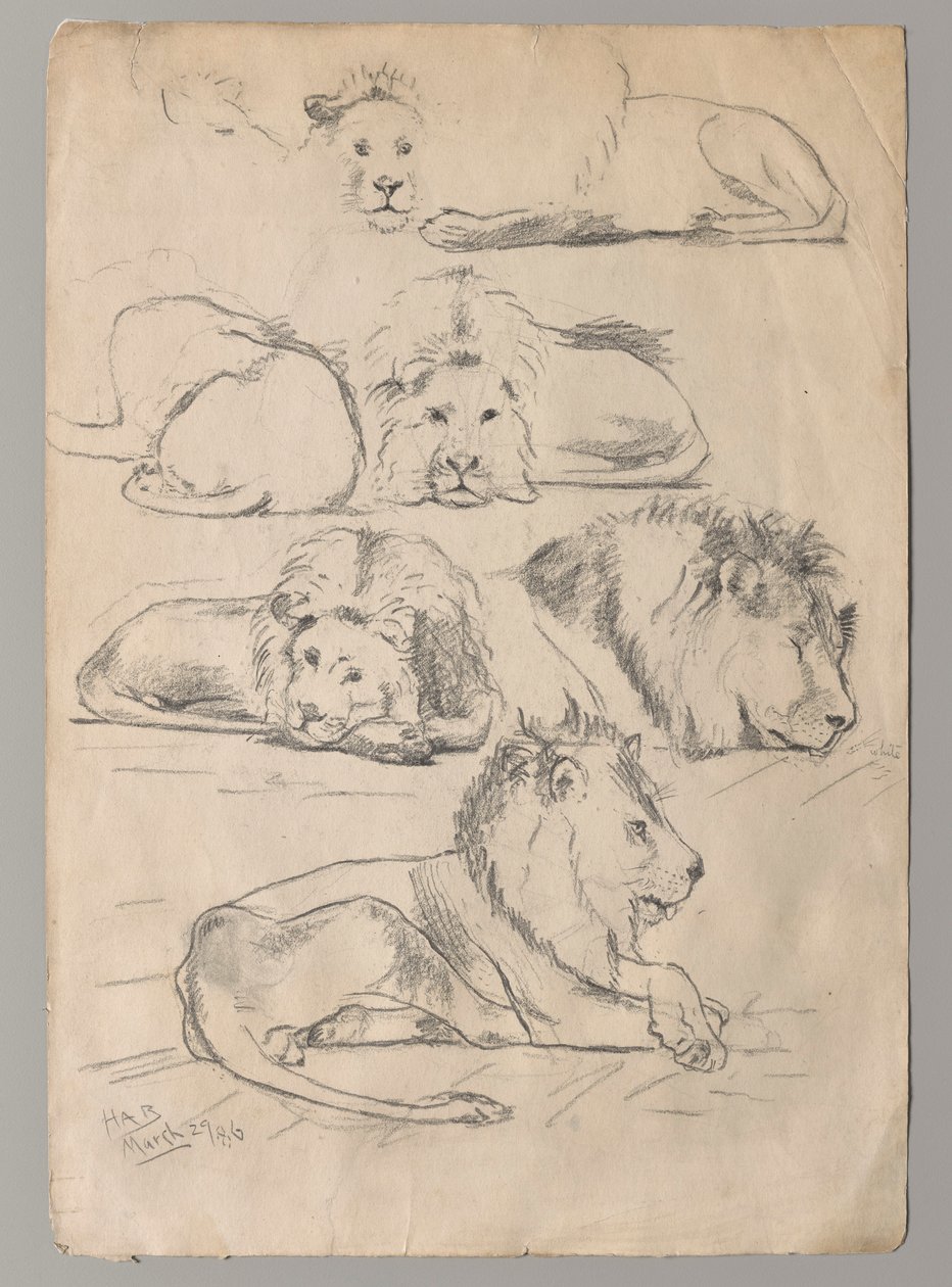 Studies van leeuwen door John Haberle