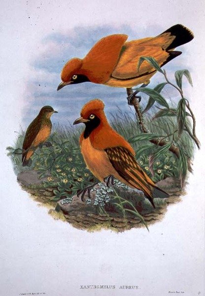 Xanthomelus Aureus door John and Hart William Gould
