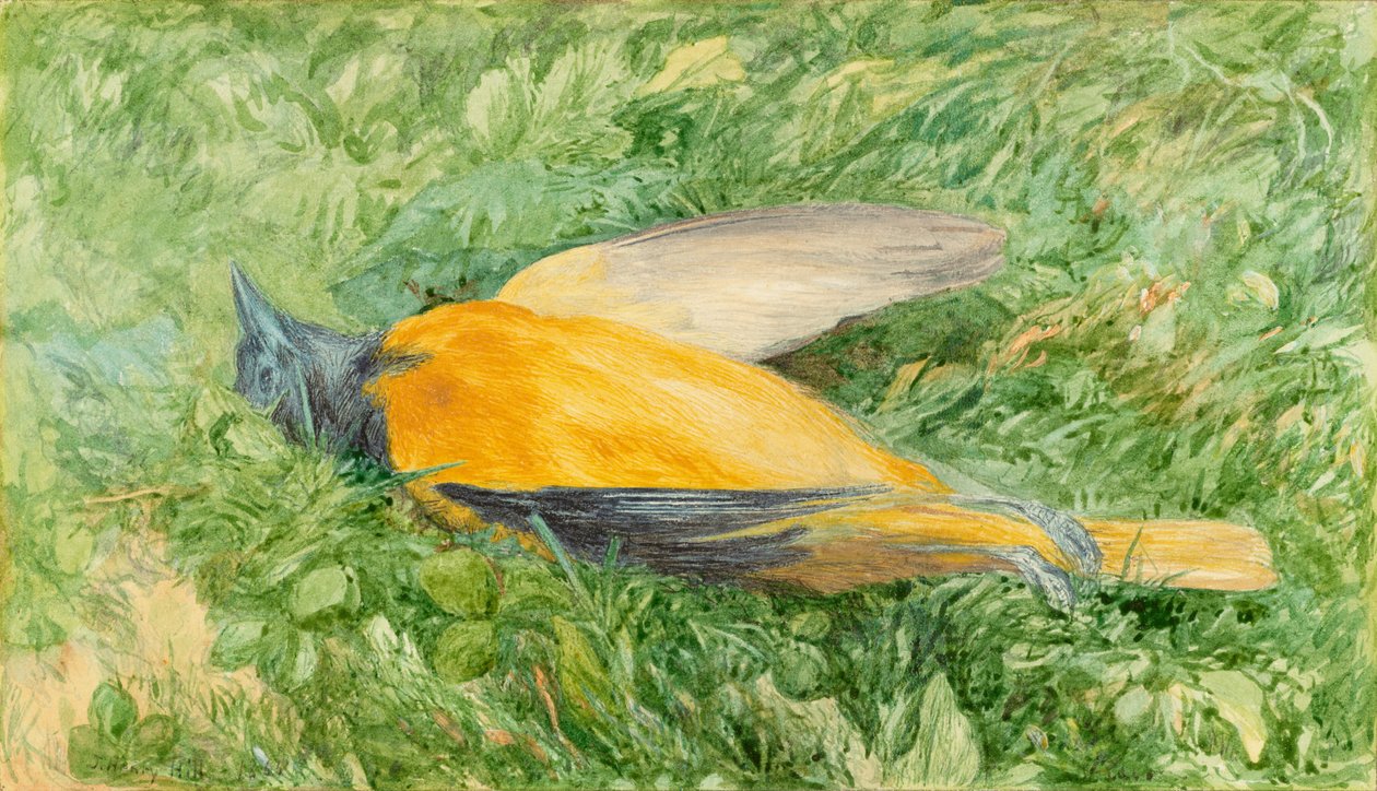 Gouden roodborst (Noordelijke wielewaal) door John Henry Hill
