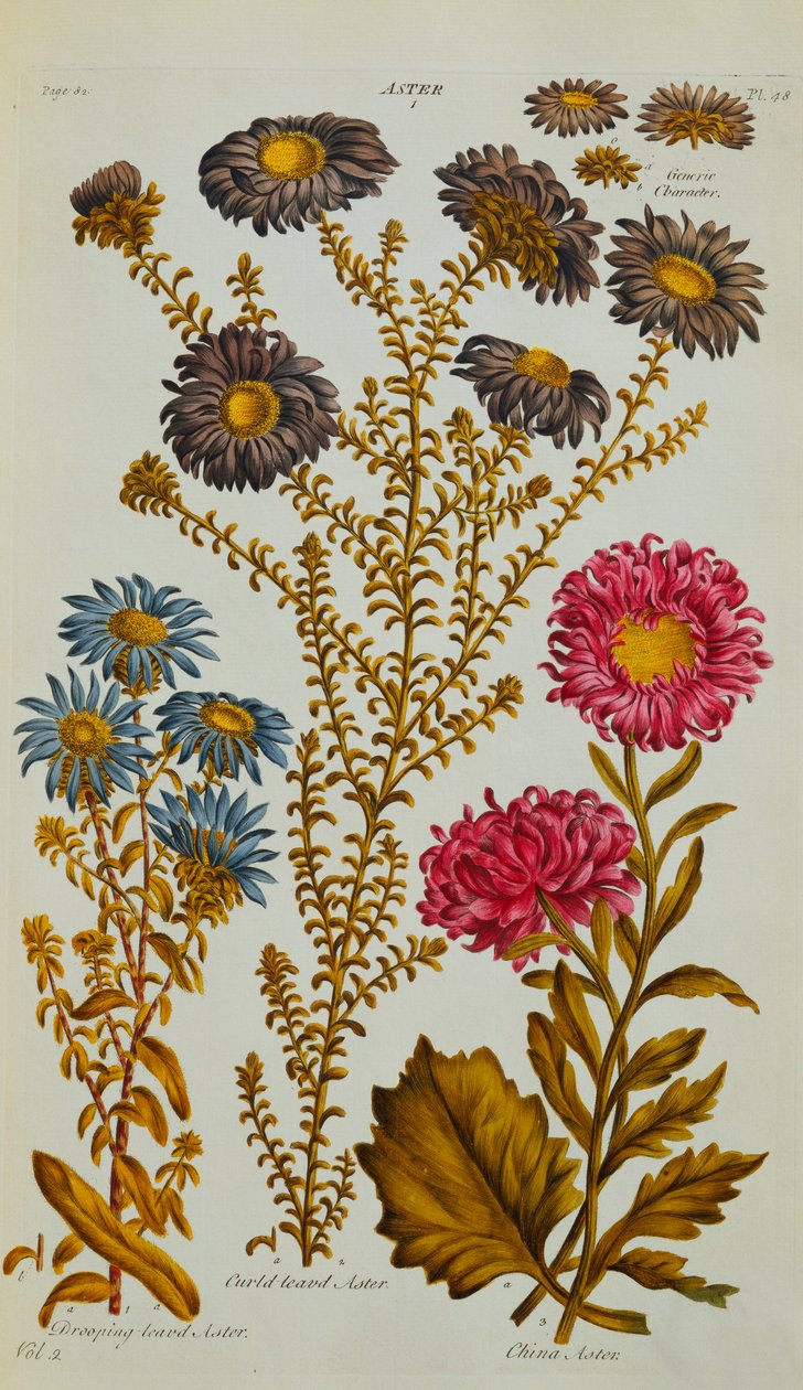 Aster, 1759-73 door John Hill