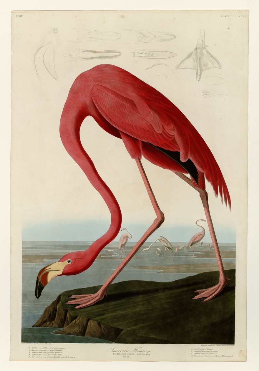431 Amerikaanse flamingo door John James Audubon