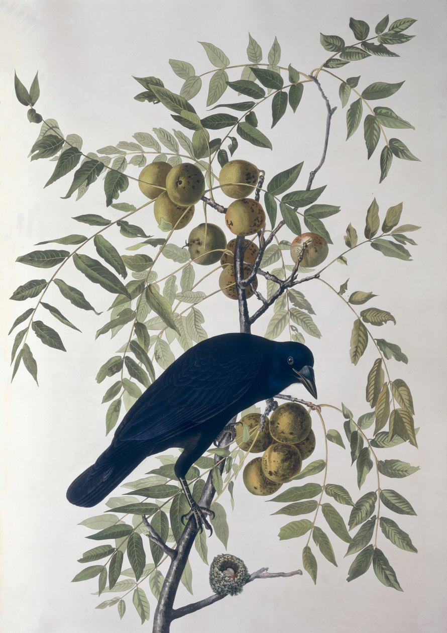 Amerikaanse kraai, uit Birds of America door John James Audubon