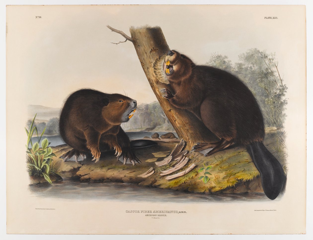 Amerikaanse bever, 1844 door John James Audubon