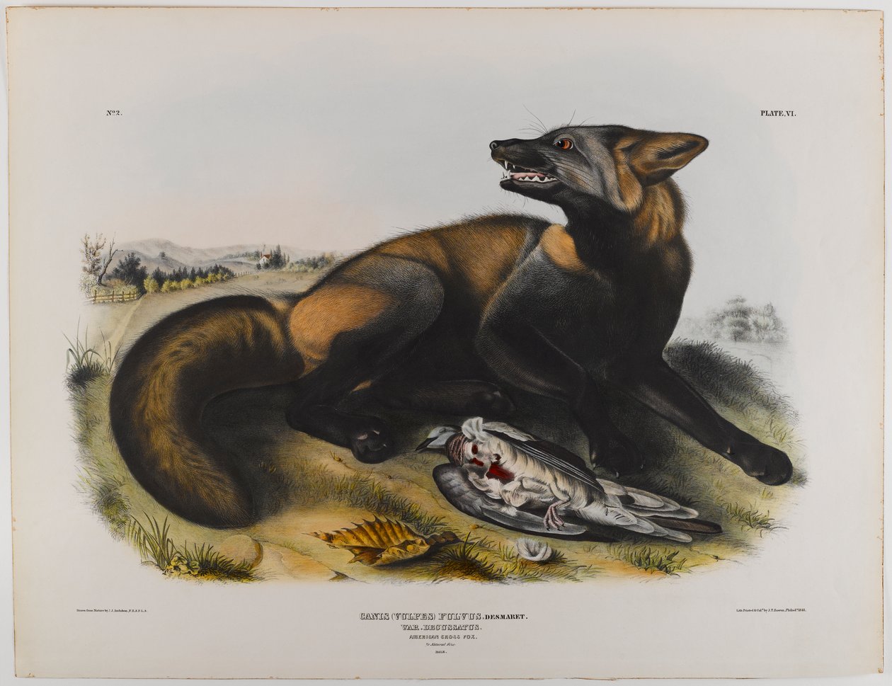 Amerikaanse kruisvos door John James Audubon