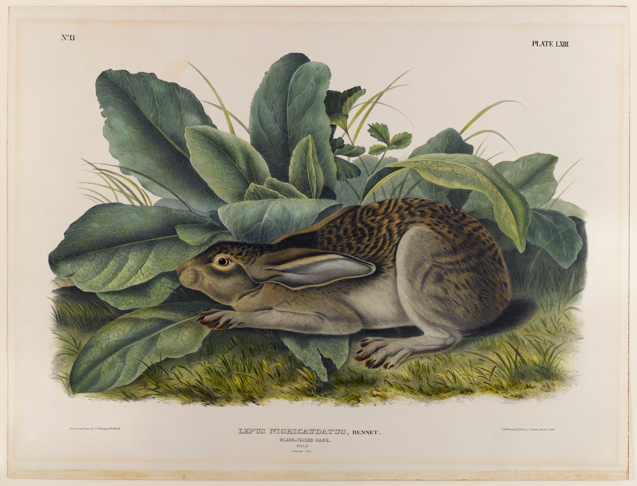 Zwartstaart haas door John James Audubon