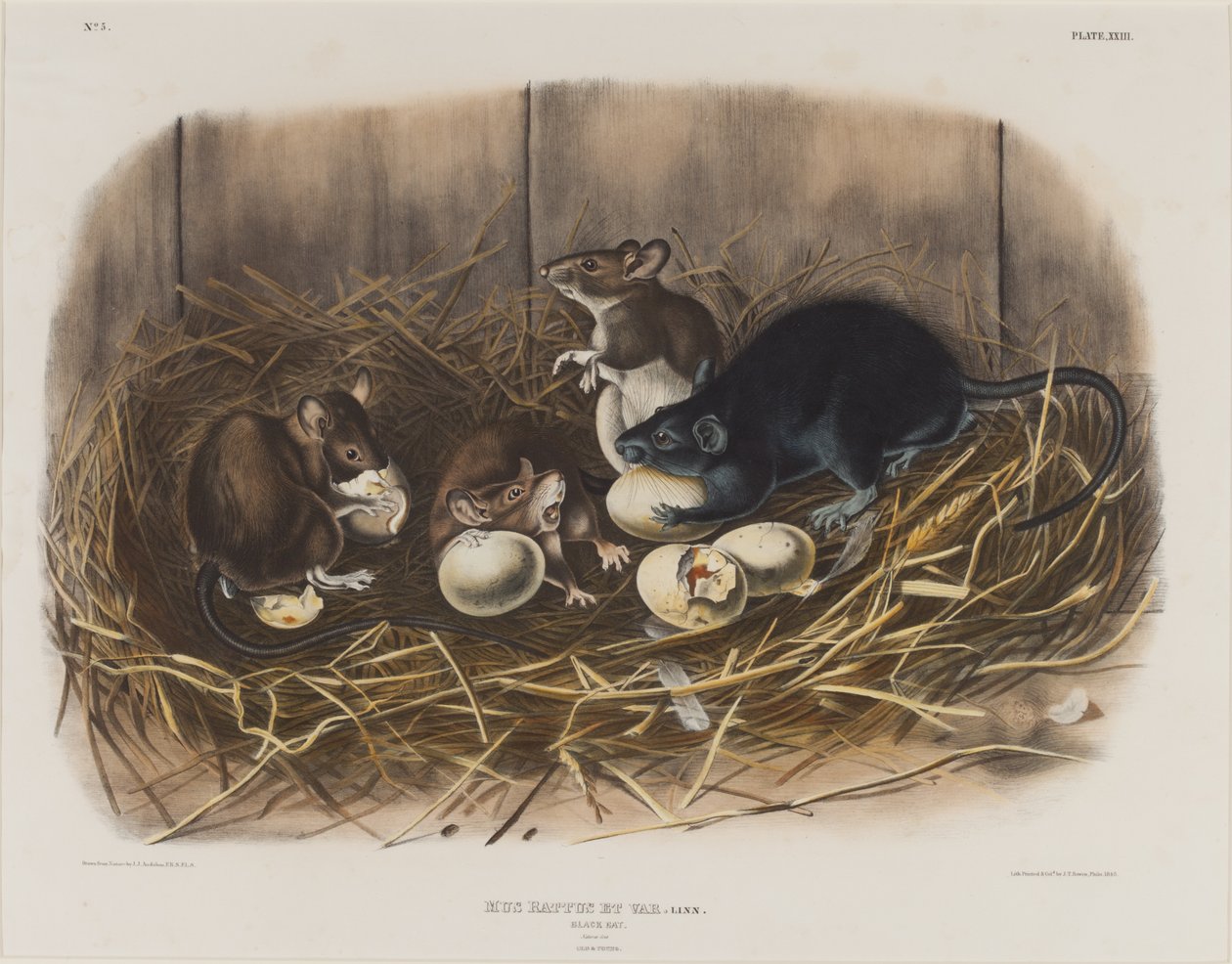Zwarte Rat, ca. 1845 door John James Audubon