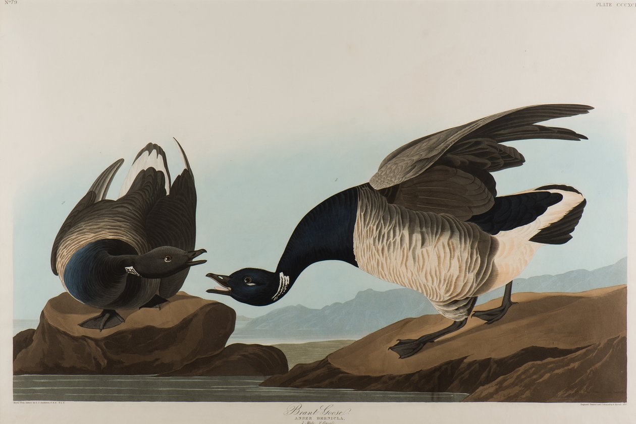 Brandgans, 1837 door John James Audubon