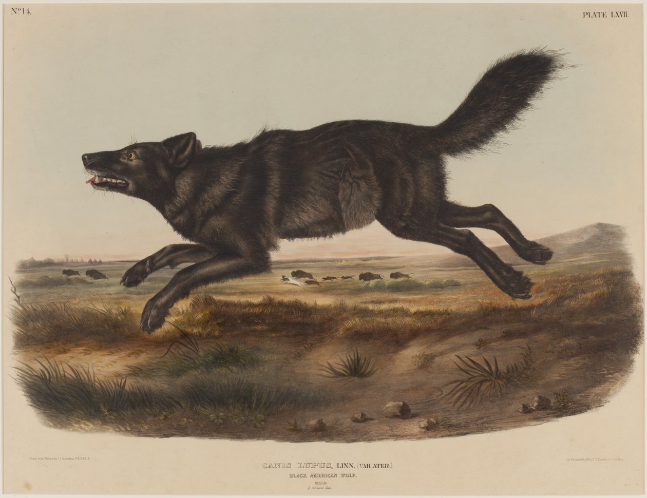 Canis Lupus (Zwarte Amerikaanse Wolf) door John James Audubon