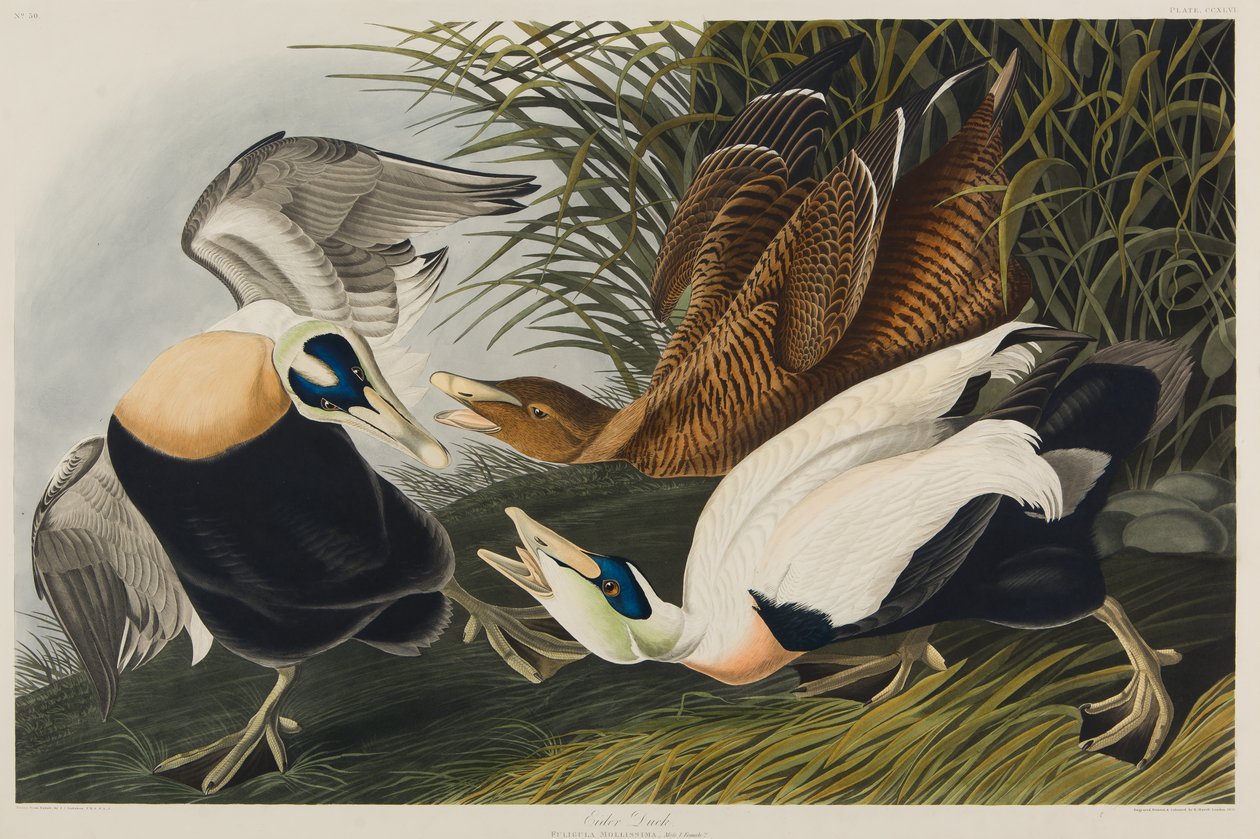 Eidereend, 1835 door John James Audubon